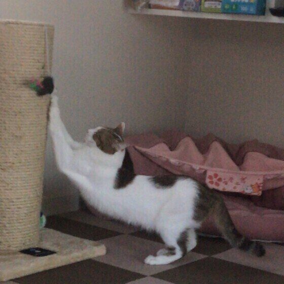 伸びるハッチーちゃん（MIX）