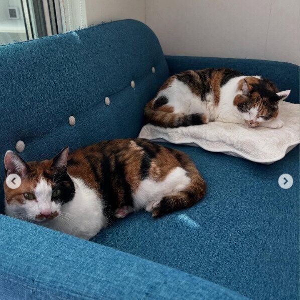 きなこちゃんとあんこちゃん