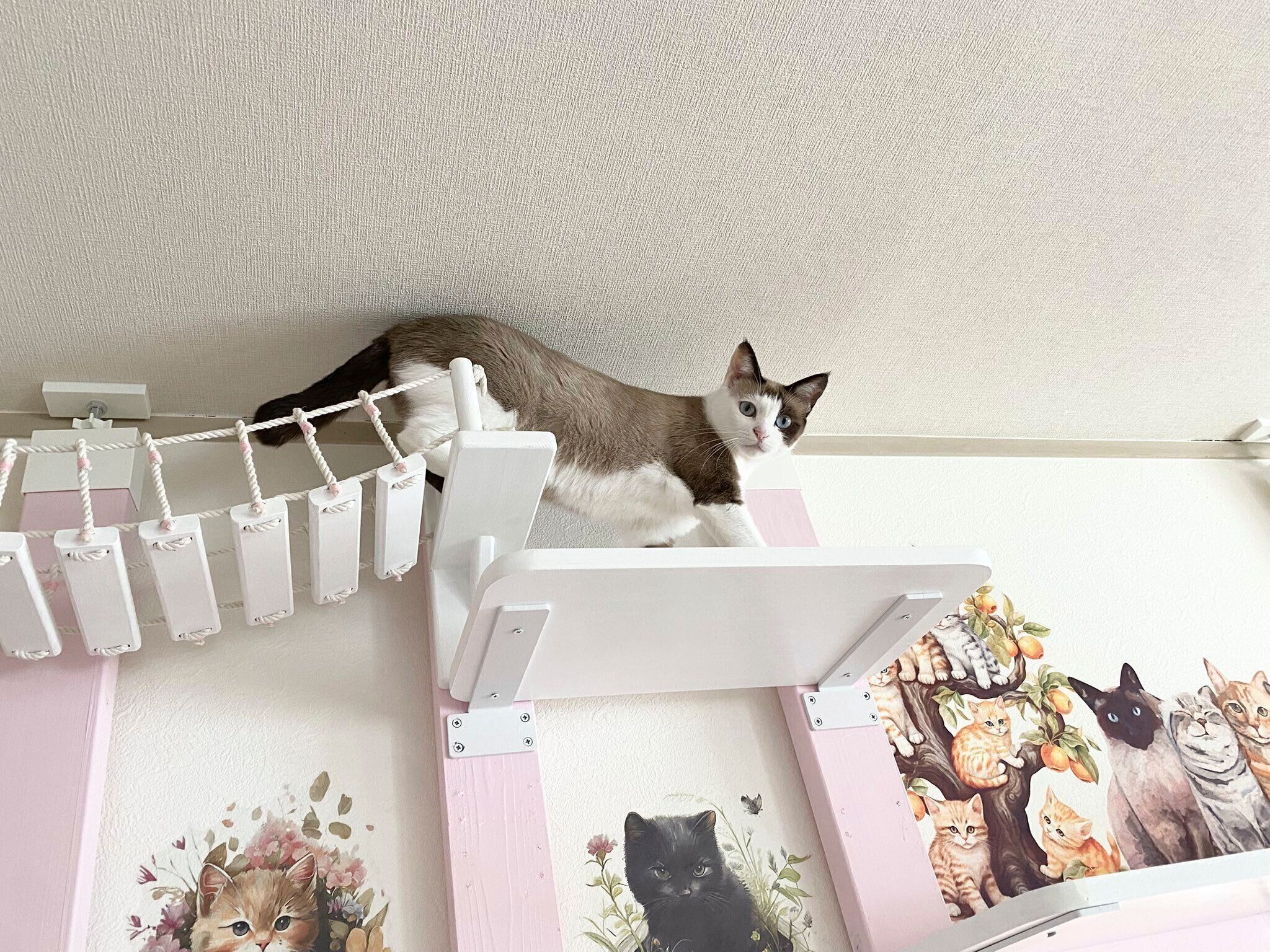 飼い主さんのこだわりが詰まった部屋で遊ぶりぶちゃん