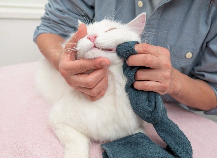 口のケアをされる猫