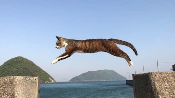 瀬戸内海の佐柳島の跳び猫