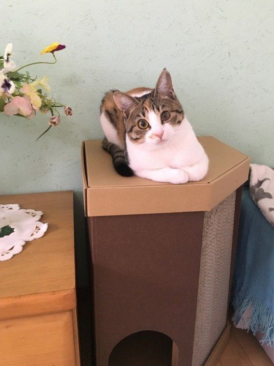 段ボールハウスがお気に入りのMIX