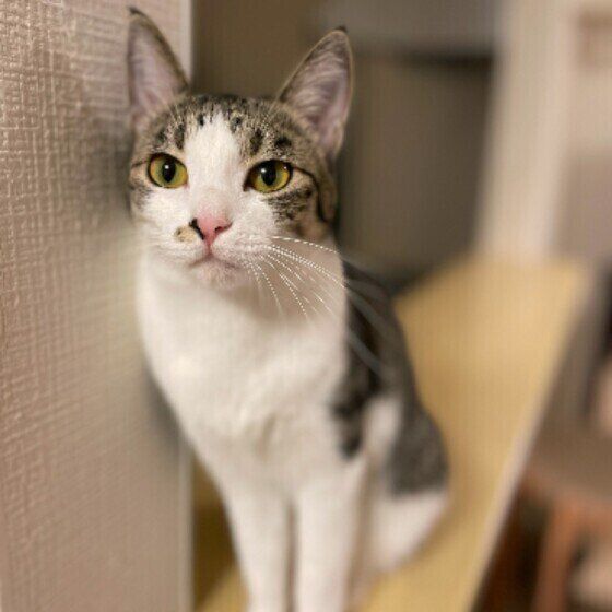 Mix（サバトラ）のきなこちゃん♪