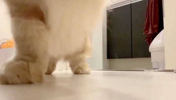 カメラに猫パンチするちくわちゃん