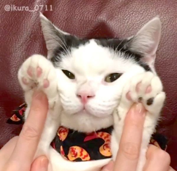 マッサージをしてもらう猫