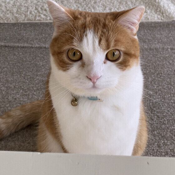 見つめるスコティッシュフォールド