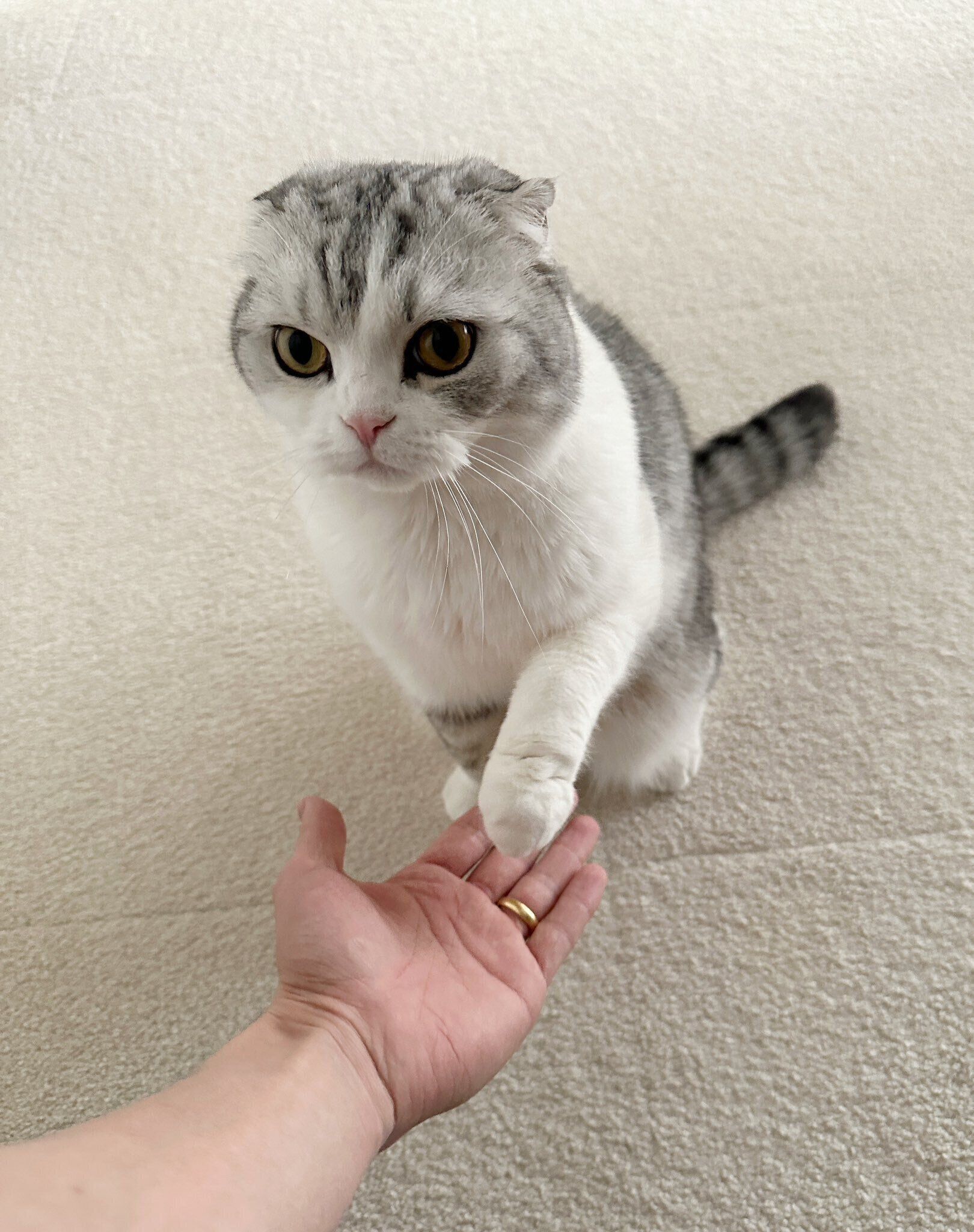 飼い主にオテをするスコティッシュフォールド