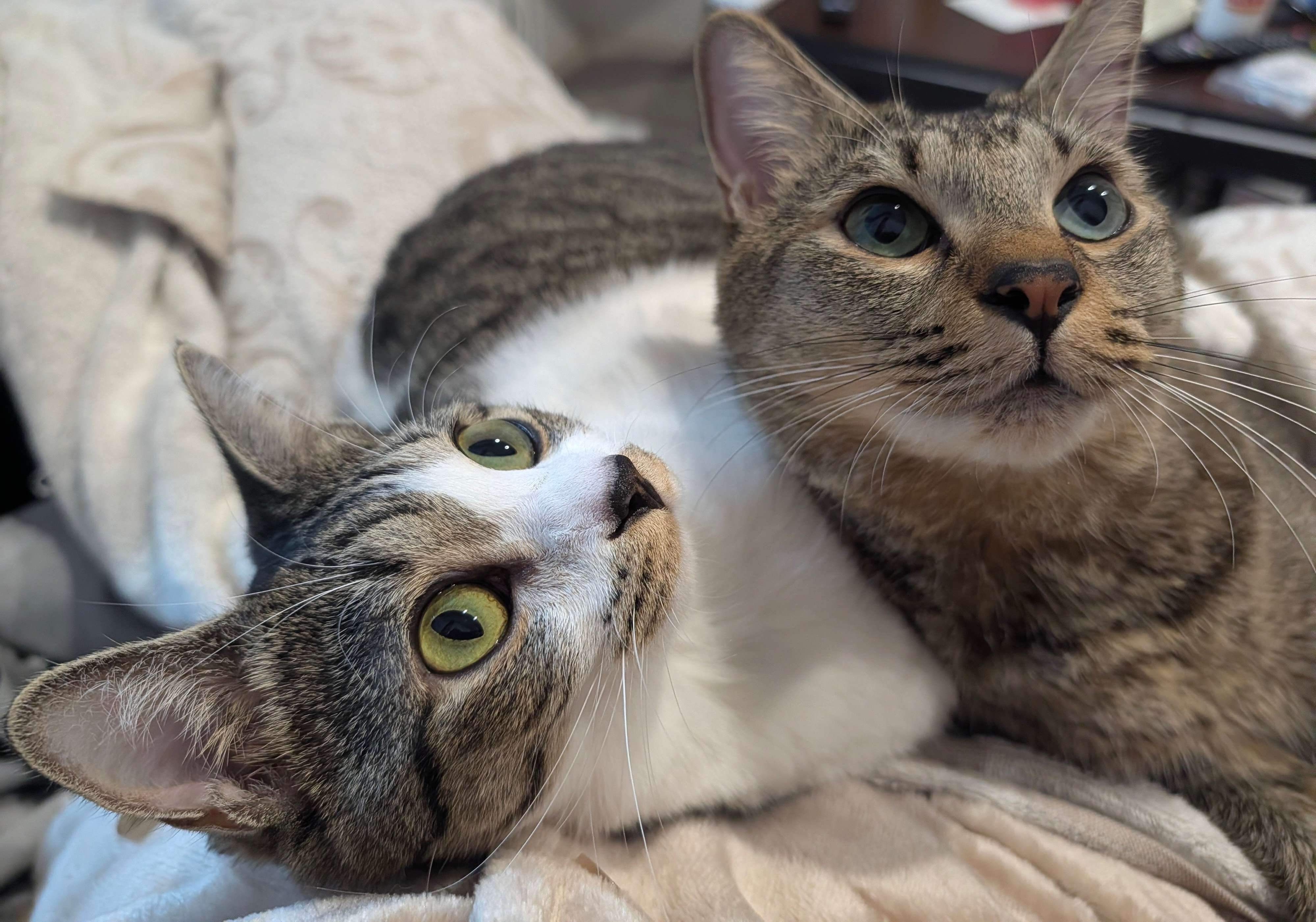 仲良く寄り添う2匹の猫