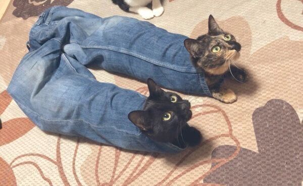 ジーンズの中に入るけいちゃんとむぎちゃん