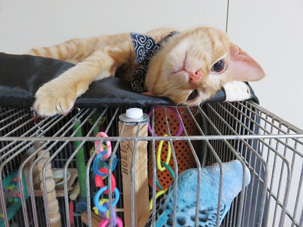 ぬくぬくニャンコ