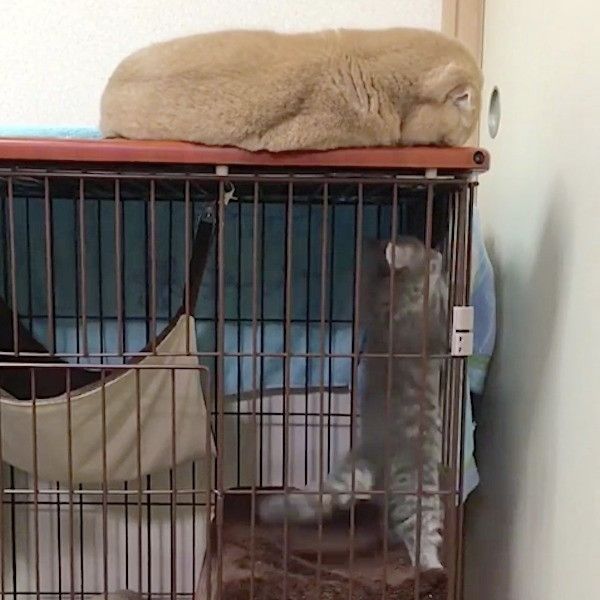 新入りをあやすニャンコ