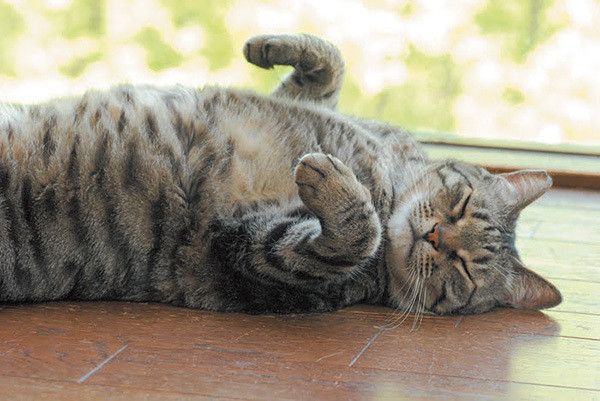 猫のおばけポーズ