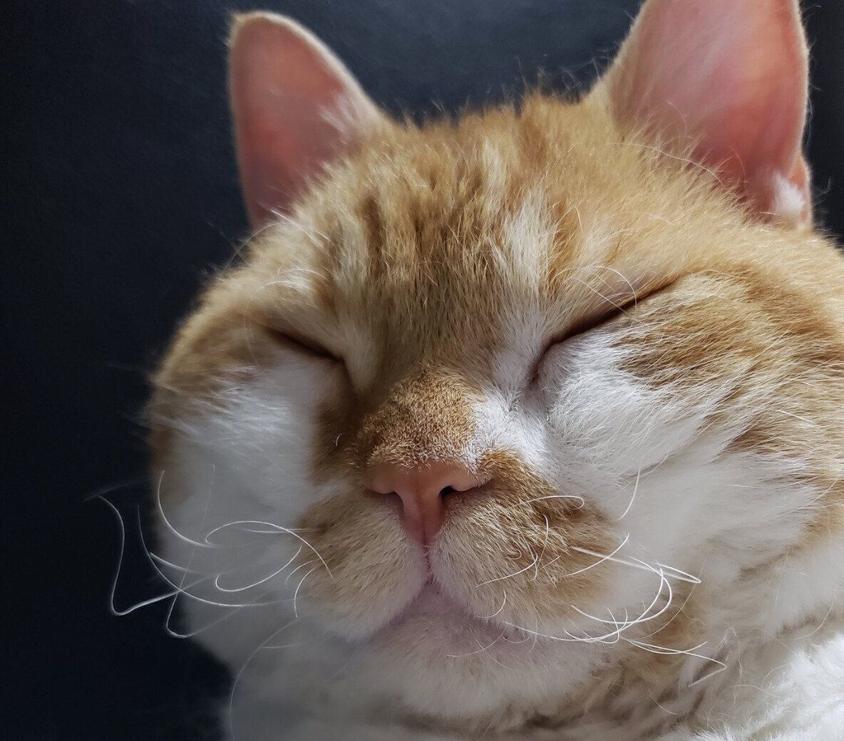 ヒゲが特徴的なもやしくん