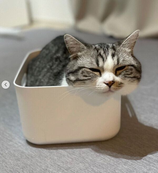 箱の中でくつろぐふにちゃん