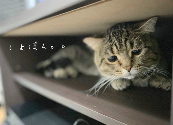 名演技をするびすくん