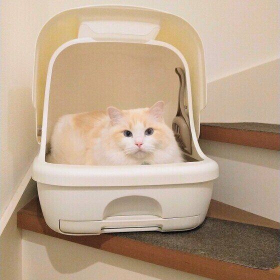 トイレに入るラグドール