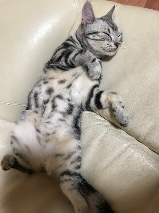 アメリカンショートヘアのまめくん