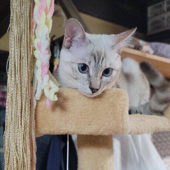 怒られたチロちゃん（MIX）