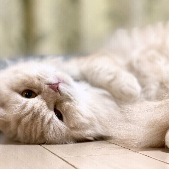 床暖房でくつろぐスコティッシュフォールド