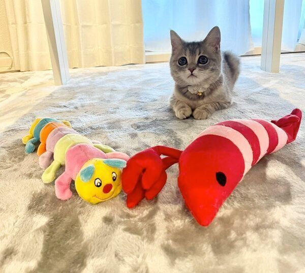 おもちゃを見張るおんぷちゃん