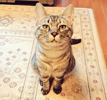 正面を向いている猫