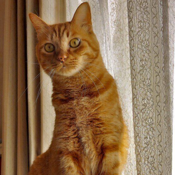 こちらを見つめるチャイくん