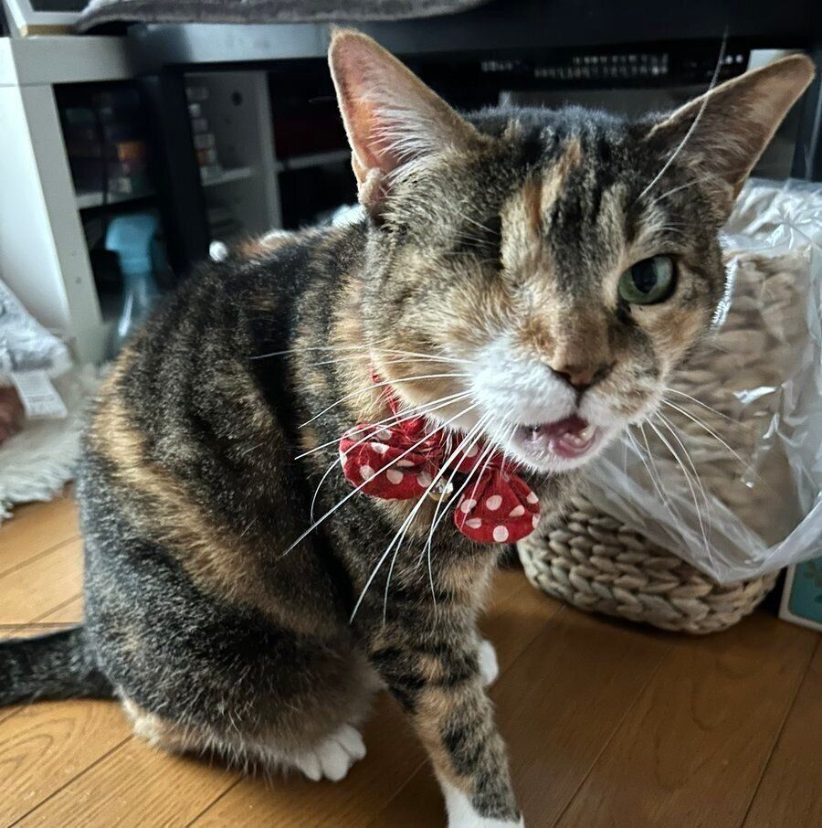 飼い主さんを見つめて鳴く銀ちゃん