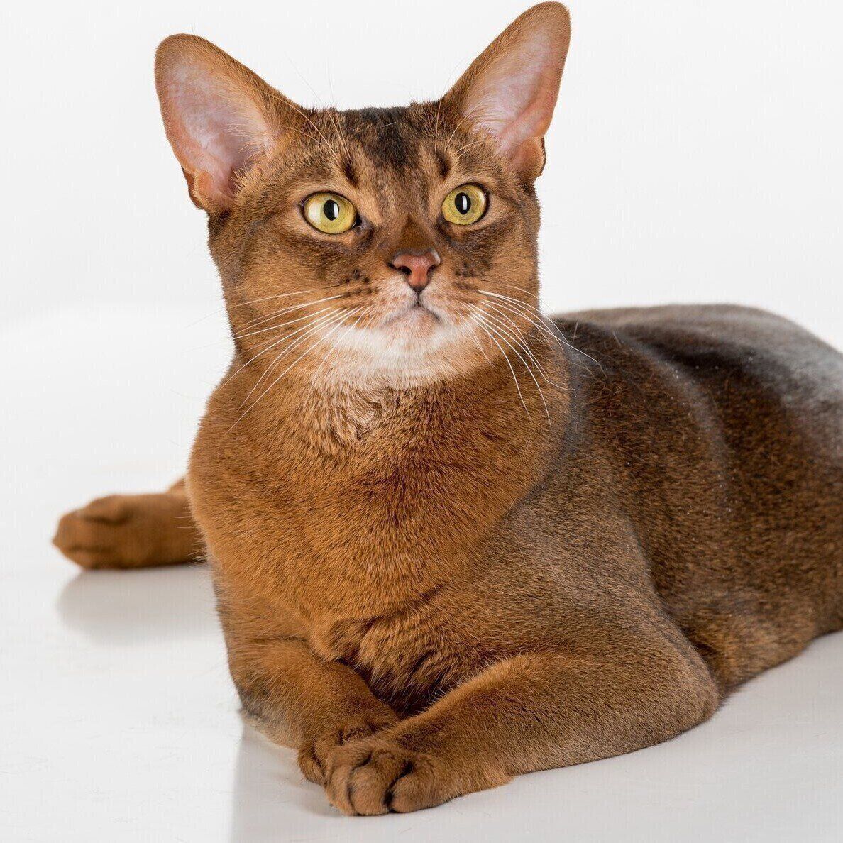 アビシニアンの特徴と飼い方 可愛い画像いっぱい ねこのきもち 猫図鑑 ねこのきもちweb Magazine