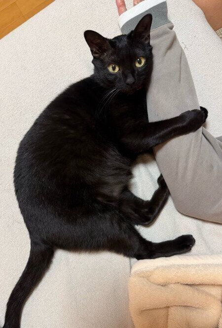 飼い主に甘える猫