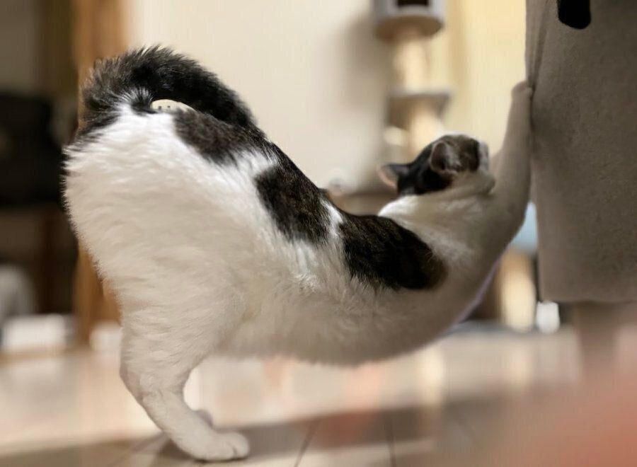 背中を反らせて伸びをするリボンちゃん