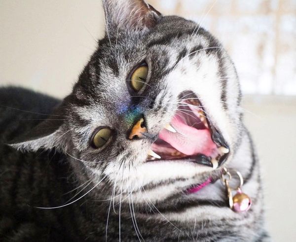 ヤンキーの表情を見せる猫