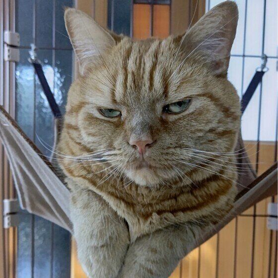 アメリカンショートヘアの龍太くん