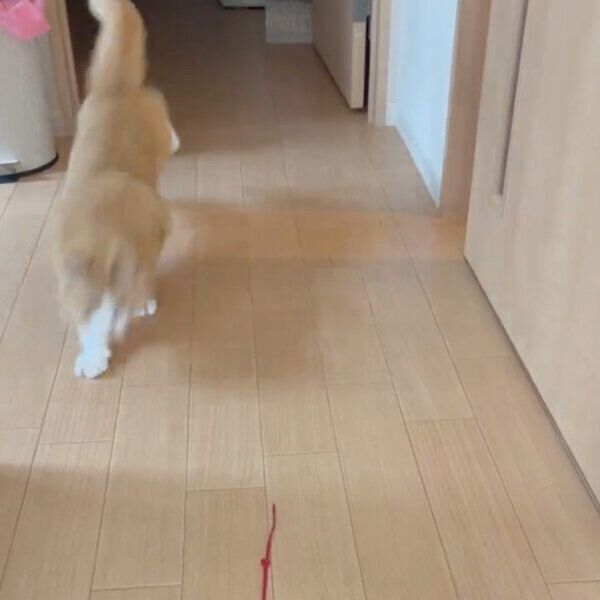 猛ダッシュするさんてくん