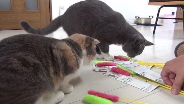 ねこじゃらしで遊ぶ猫