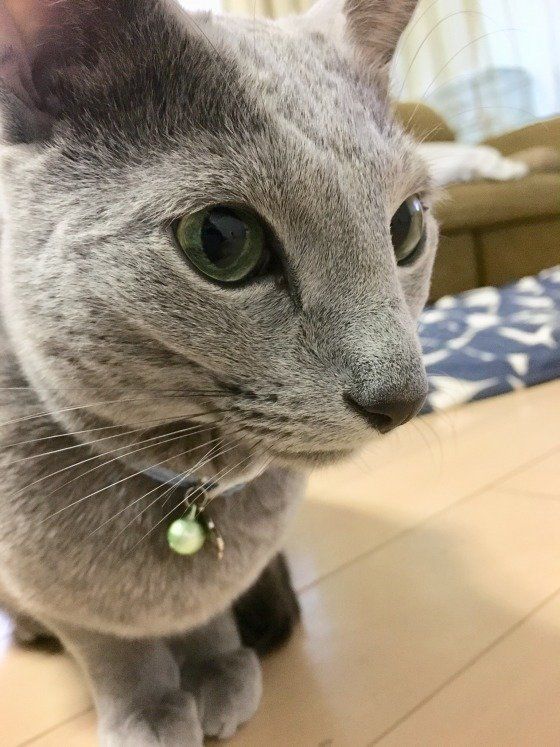 ロシアンブルーのマロンくん