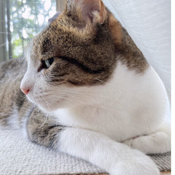 キジトラのジョンくん