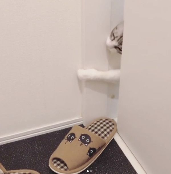 スリッパに狙いを定める猫