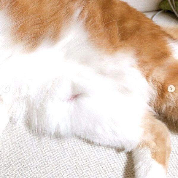 まーるくんの乳首