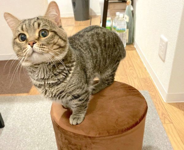 もふもふほっぺのびすくん