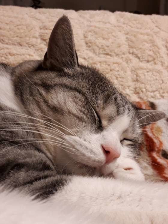 良い夢みてね！