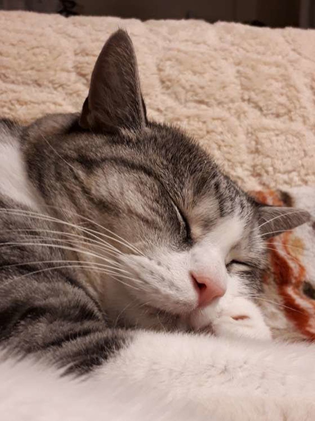 今さら聞けない 猫の 爪切り はどうして必要 切り方や頻度を紹介 ねこのきもちweb Magazine 今さら聞けない 猫の 爪切り はどうして必要 切り方や頻度を紹介 ねこのきもちweb Magazine