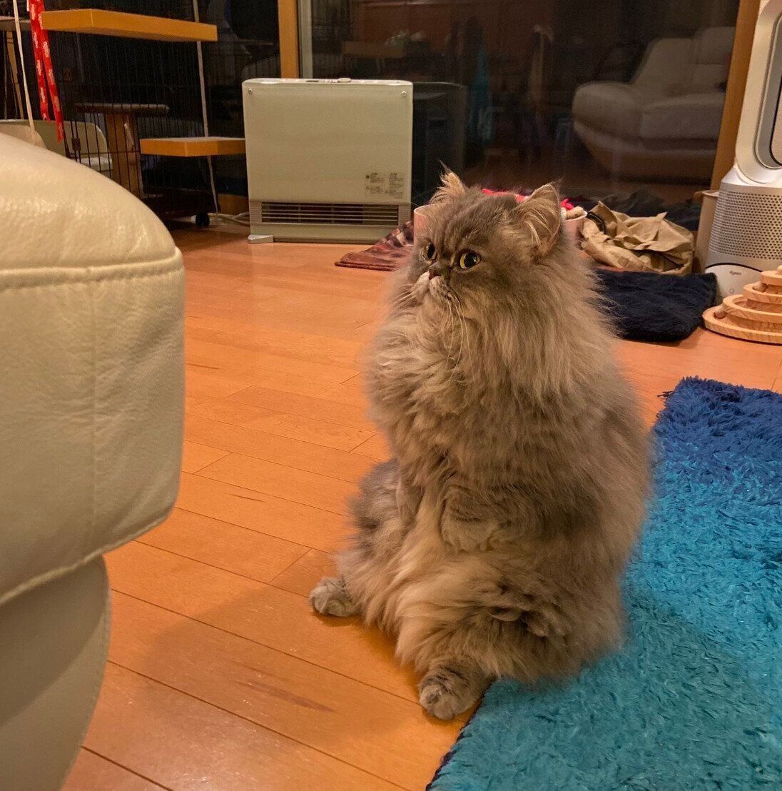 ちょこんと座るゆずちゃん