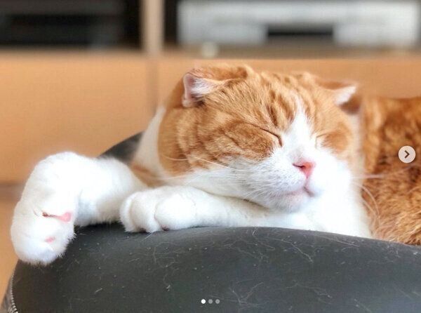 「人をダメにするソファ」が好きなまーるくん