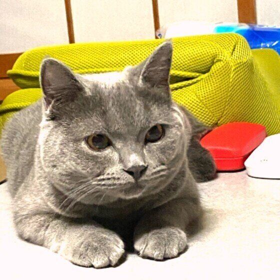 ブリティッシュショートヘアの桃助くん♪