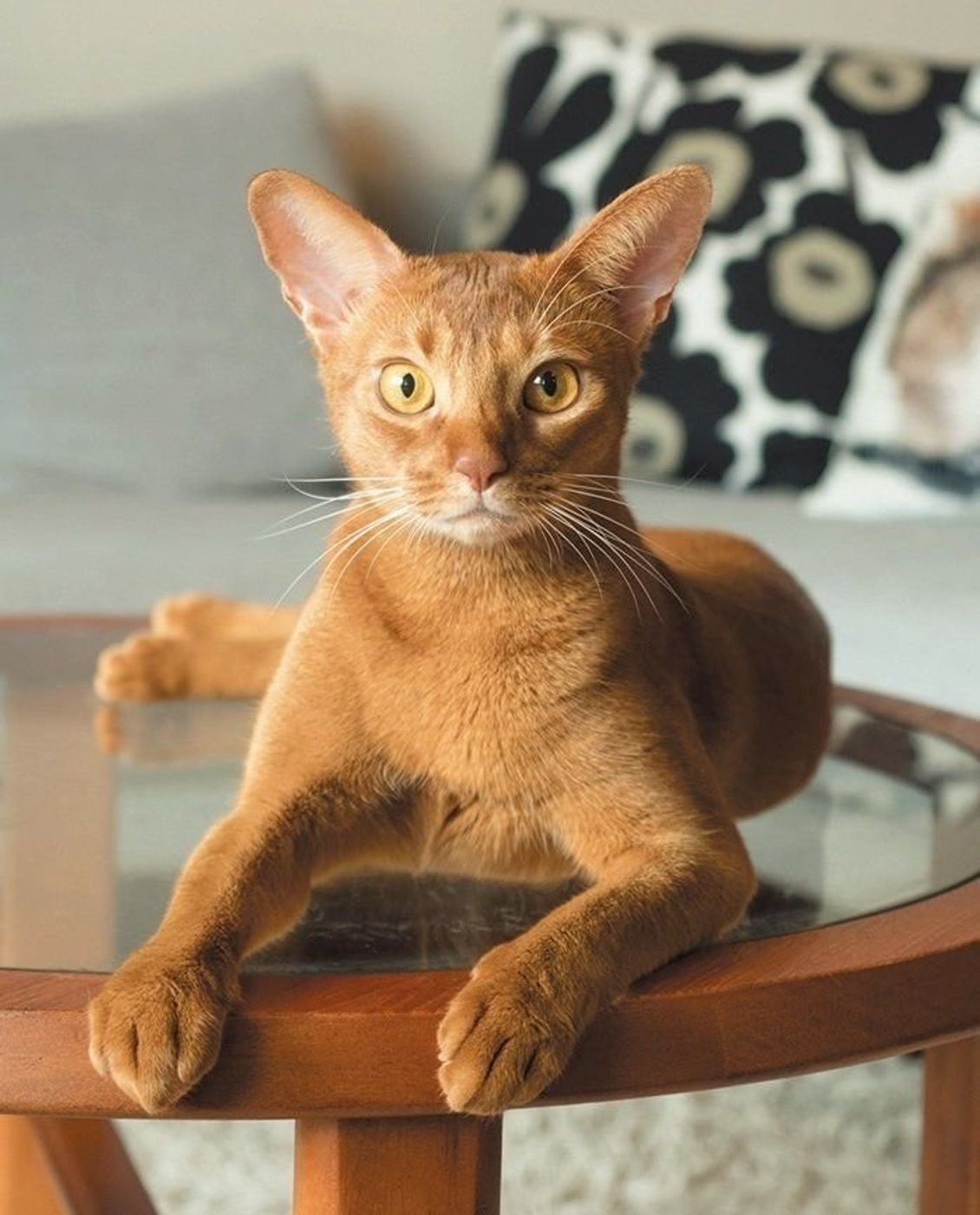 あの猫種の意外な出身地を知ってますか 名前から想像つかない猫種ご紹介 ねこのきもちweb Magazine あの猫種の意外な出身地を知ってますか 名前から想像つかない猫種ご紹介 ねこのきもちweb Magazine