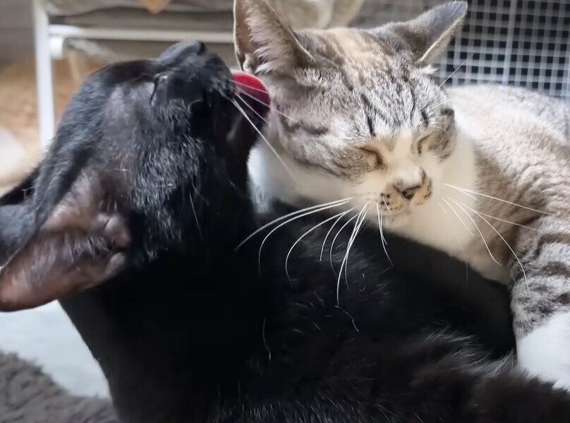 リノちゃんをペロペロするリオくん