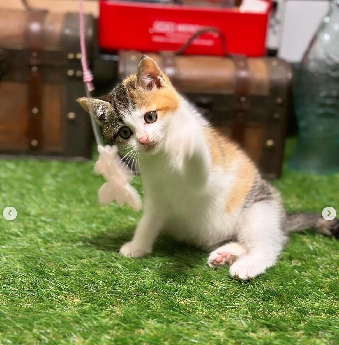 おもちゃで遊ぶうみちゃん