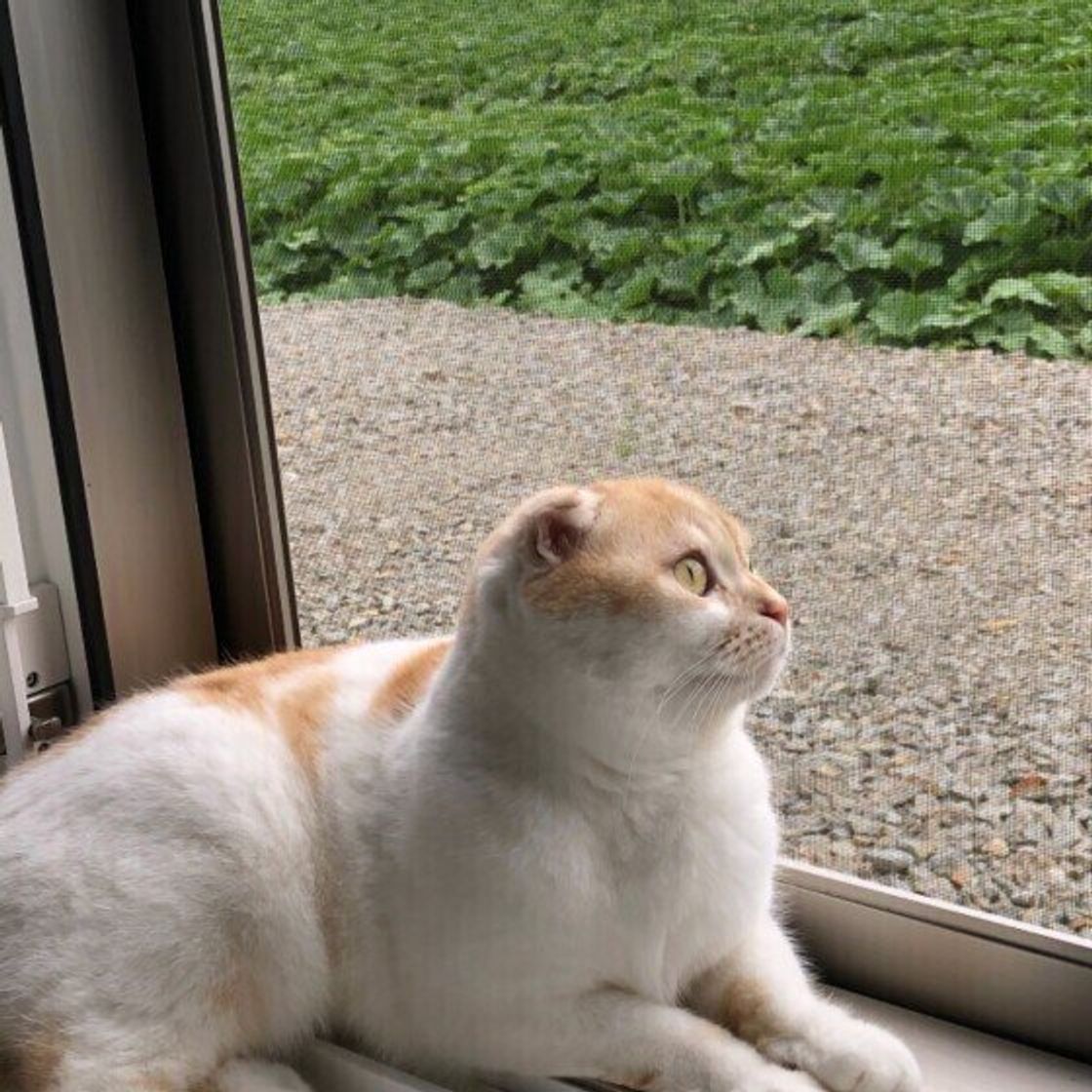 どんな気分 窓辺でくつろぐ猫が しっぽを振る 理由 ねこのきもちweb Magazine