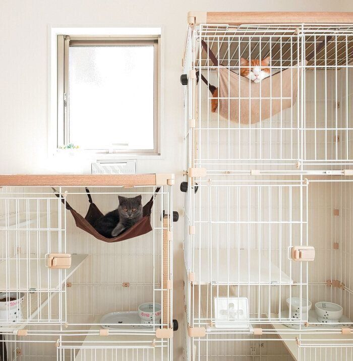 ケージにいるね子ちゃんとにゃあくん