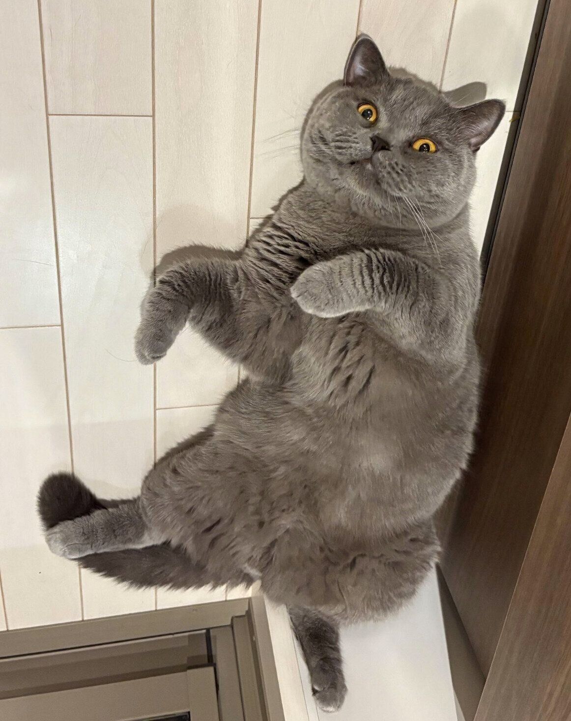 寝転がるおはぎくん